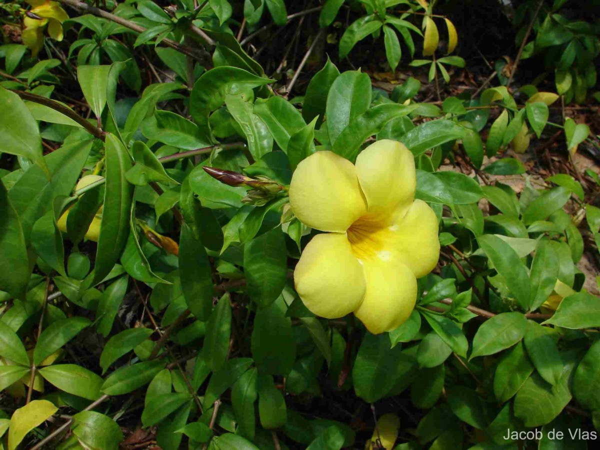 Allamanda cathartica L.